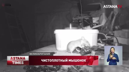 Мышонок каждую ночь убирается в сарае у фермера