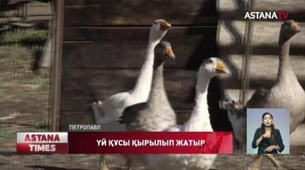 Солтүстік Қазақстанда үй құстары қырылып жатыр