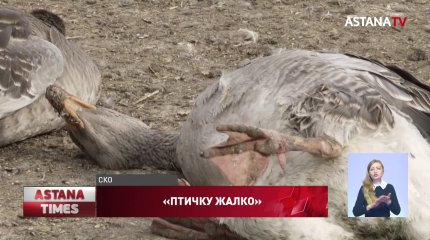 "Не успеваем сжигать трупы" - домашняя птица массово гибнет на севере Казахстана