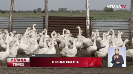 Люди боятся покупать мясо из-за птичьего гриппа