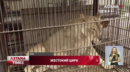 Российский цирк бросил животных в тесных и грязных клетках на севере Казахстана