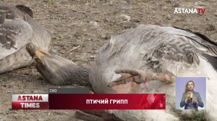 Мертвые куры вдоль обочины: загадочная гибель бройлеров взбудоражила павлодарских сельчан