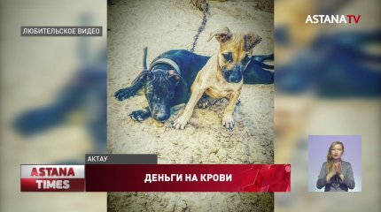 Сажать в тюрьму организаторов собачьих боев требуют зоозащитники