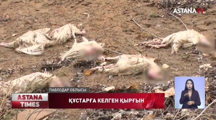 Павлодарда құстар қырылып жатыр