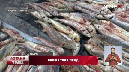 Атыраудан Оралға жол тартқан тоннадан астам бекіренің жолы кесілді