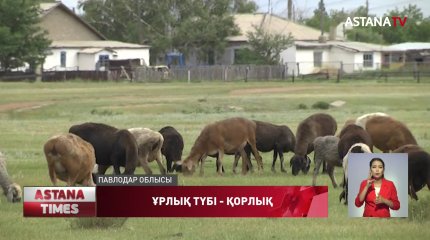 Павлодарда 6 қойды ұрлаған ұры сотталып кетуі мүмкін