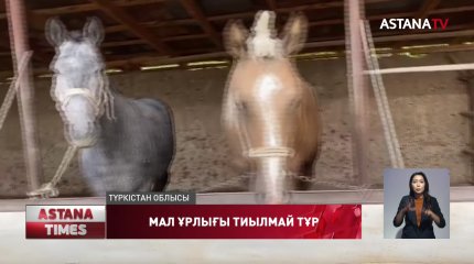 Мал ұрлығымен айналысқан қылмыстық топтар, арнайы сценариймен жұмыс істепті