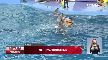 В Казахстане закроют дельфинарии