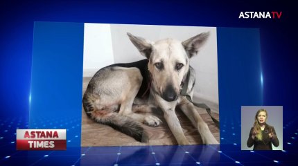 Полиция возбудила уголовное дело после изнасилования собак в Нур-Султане