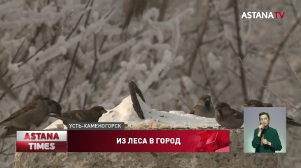 Редкий дятел поселился в Усть-Каменогорске