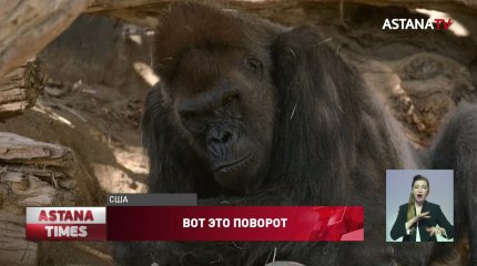 Гориллы заразились коронавирусом в зоопарке