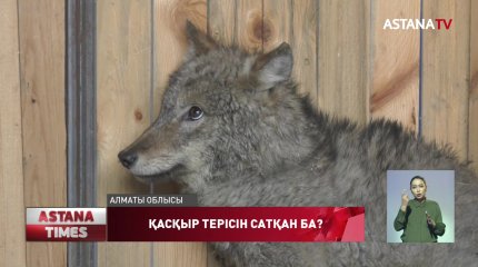 Жеке үйді қасқыр шаруашылығына айналдырған кім?