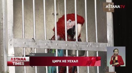 Животные гибнут, а циркачи перебиваются случайными заработками