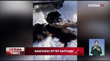 Тобыл өңірінде қаңғыбас иттер малды талап жатыр