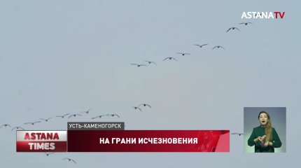 150 видов птиц могут исчезнуть в Казахстане из-за боевых действий