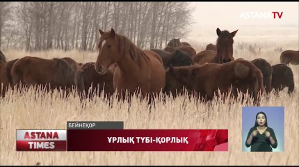 Қылмыстық топ 46 жастағы әйелдің нұсқауымен мал ұрлаған