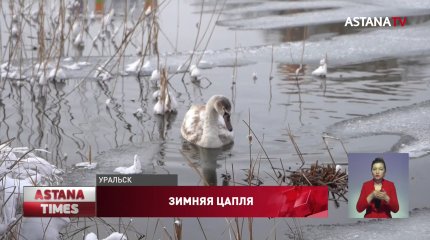 Перелётные птицы не улетели из Уральска