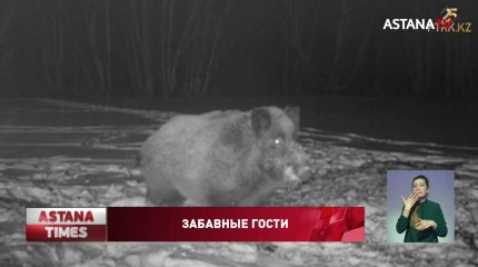 Дикие кабаны попали в фотоловушку в национальном парке «Бурабай»