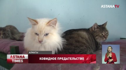 Казахстанцы массово отказываются от домашних животных из-за страха заразиться коронавирусом