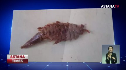 Загадочное существо нашли в банке с килькой в селе Калачи Акмолинской области