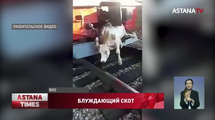 Больше полусотни коров и лошадей погибли под колесами поездов в Восточном Казахстане