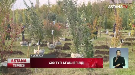 Павлодарда 400 түп ағаш егілді