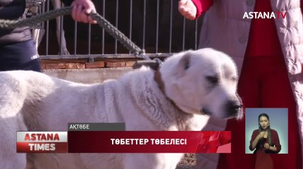 Ақтөбеліктер «Жануарларға жауапкершілікпен қарау туралы» заң жобасына наразы