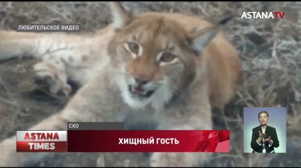 Рысь напугала сельчан в Северном Казахстане