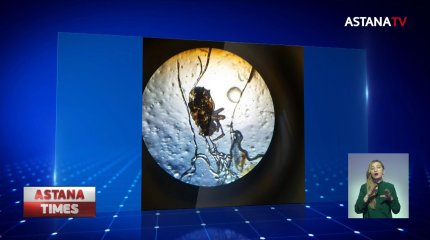 Две павлодарские семьи третий месяц страдают от неизвестных паразитов