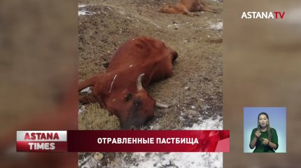 Скот отравился неизвестным химикатом в Карагандинской области