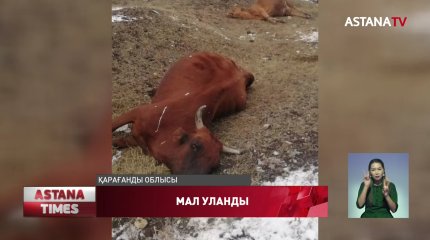 Қарағанды облысында сиырлар уланған