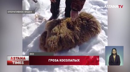 Три года тюрьмы грозит браконьеру за убийство медведя в ВКО