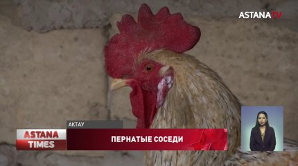 Чтобы прокормить детей, житель Актау развел курятник в многоэтажке
