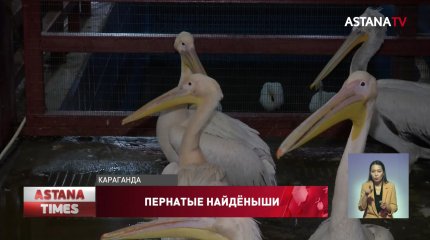Десятки искалеченных птиц спасли в зоопарке Караганды