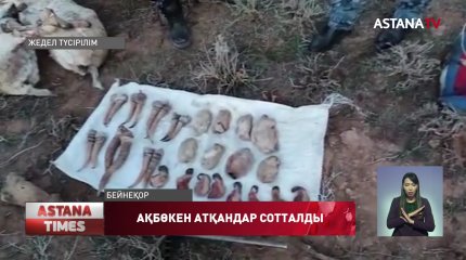 Түркістан облысында ақбөкен атқандар сотталды