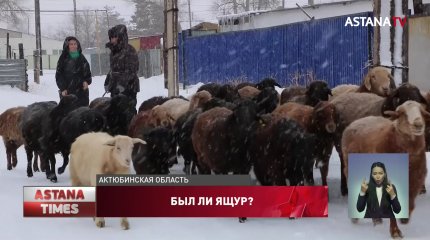 Сельчане встревожены вспышкой инфекции среди скота в Актюбинской области