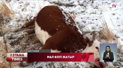 Торғай өңірінде ірі қара мал белгісіз дертке шалдықты