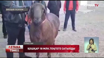 Түркістанда қошқар 18 млн.теңгеге сатылды