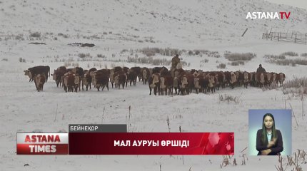 Қарағанды облысында белгісіз мал ауруы өршіді