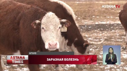 Два года без вакцинации: заразная болезнь косит скот в Карагандинской области