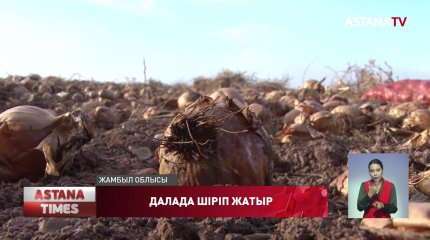 Далада шіріп кеткен пияз ауыл тұрғындарының тынысын тарылтып отыр