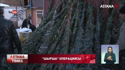 Жаңа жыл қарсаңында шыршаны заңсыз кескендер ұсталды