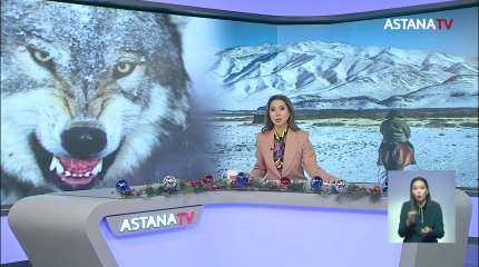 Отбились топором: волк напал на сельчанина в Костанайской области