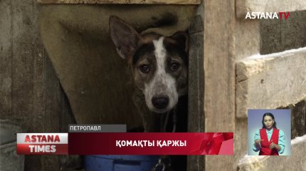 СҚО ит-мысықты аулауға бюджеттен 61 миллион теңге бөлінген