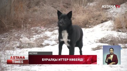 Ақтөбенің іргесіндегі ауыл халқы бұралқы иттердің көптігінен көшеге шығудан қалған