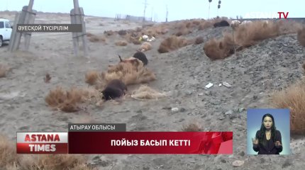 Атырау облысында пойыз қойларды басып кетті