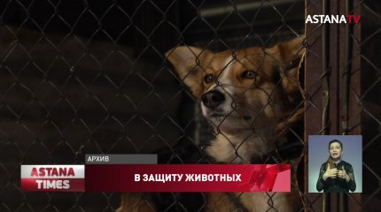 До 5 лет лишения свободы грозит казахстанцам за жестокое обращение с животными
