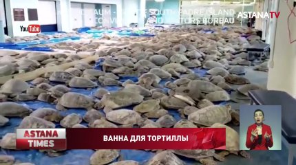 Техасские волонтеры спасли более 5 тысяч морских черепах