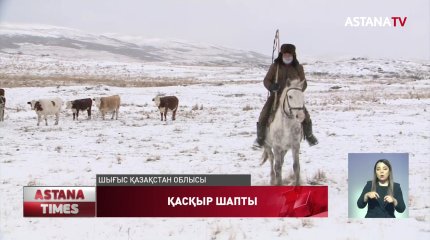 Ауыл тұрғындарына шапқан қасқырдың басы зертханаға жіберілді