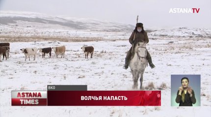 Голову напавшего на сельчан волка отправили на экспертизу